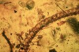 Fossil Reptile Skin and Vertebral Column in Amber - Myanmar #109517-1